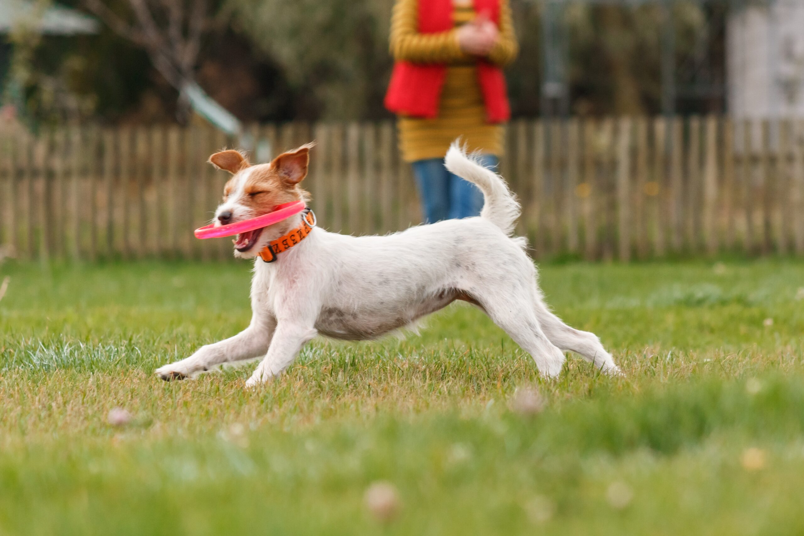 Atividades pet friendly em Alvalade