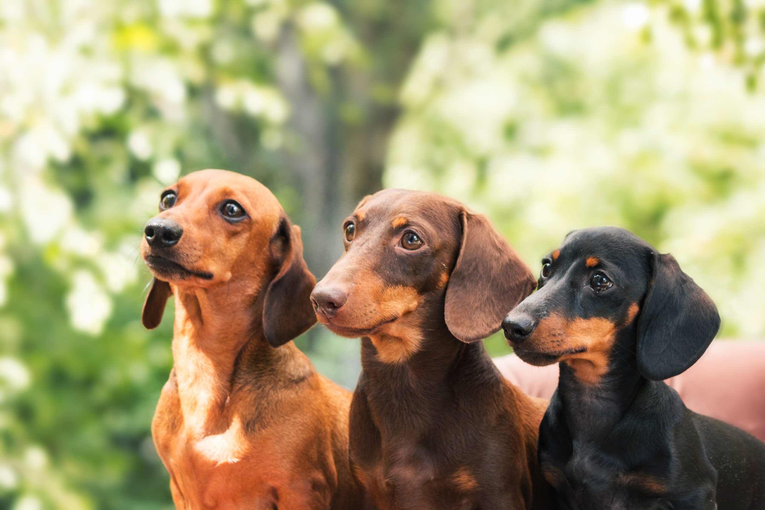 Creches caninas