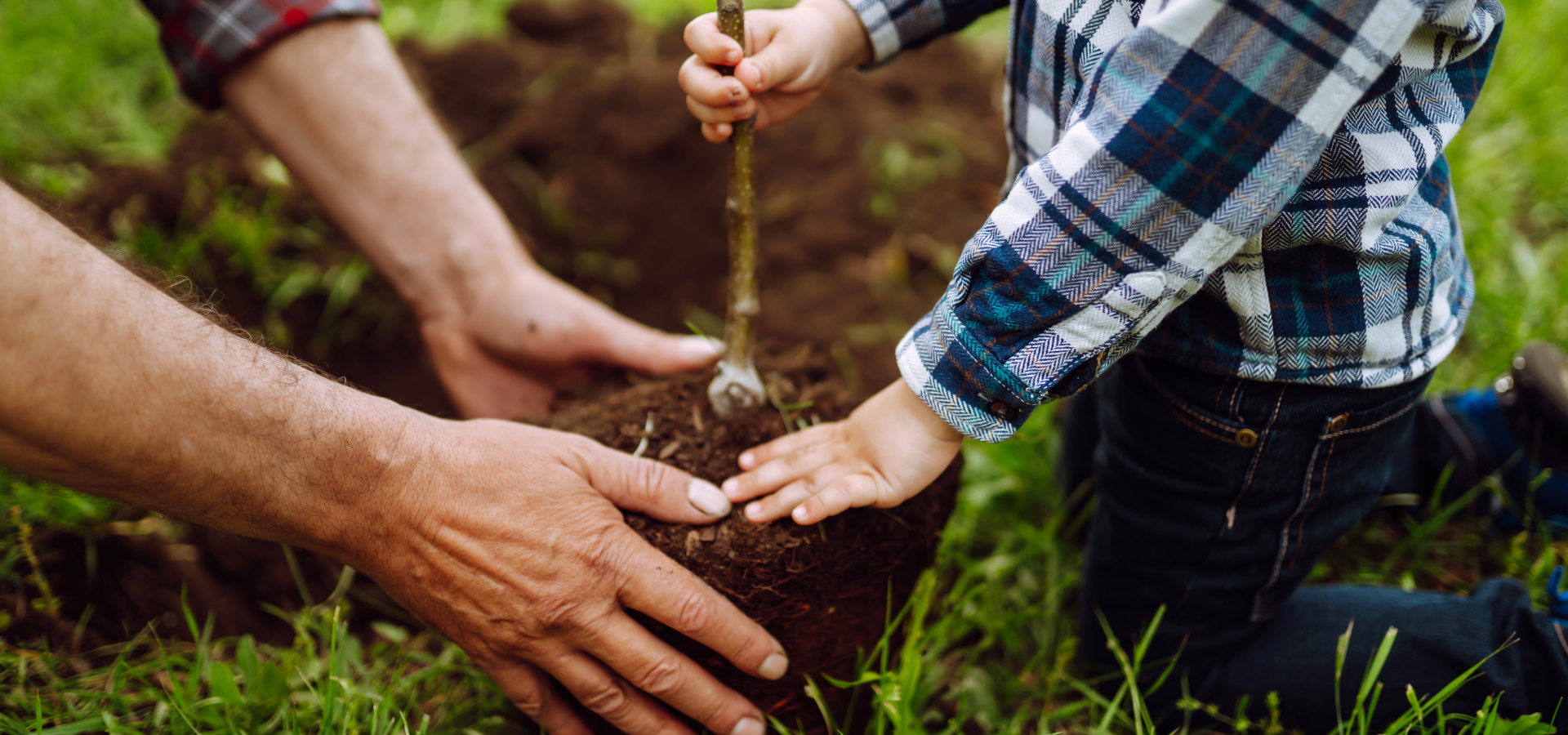 Casas na Quinta: Planting a tree
